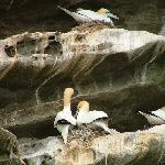 Geopark Shetland - Scotland. Site Name: Gannets at the island of Noss. Shetland is home for over a million seabirds during the summer months. Here on Noss the bedded sandstone have been sculpted by the action of wind and salt crystallisation to form superb breeding ledges for Britain's largest seabird, the Gannet.